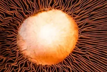 A close up of a portabella mushroom taken from the cover of the book: The Myth of Sustainable Cities: Losing the Holocene