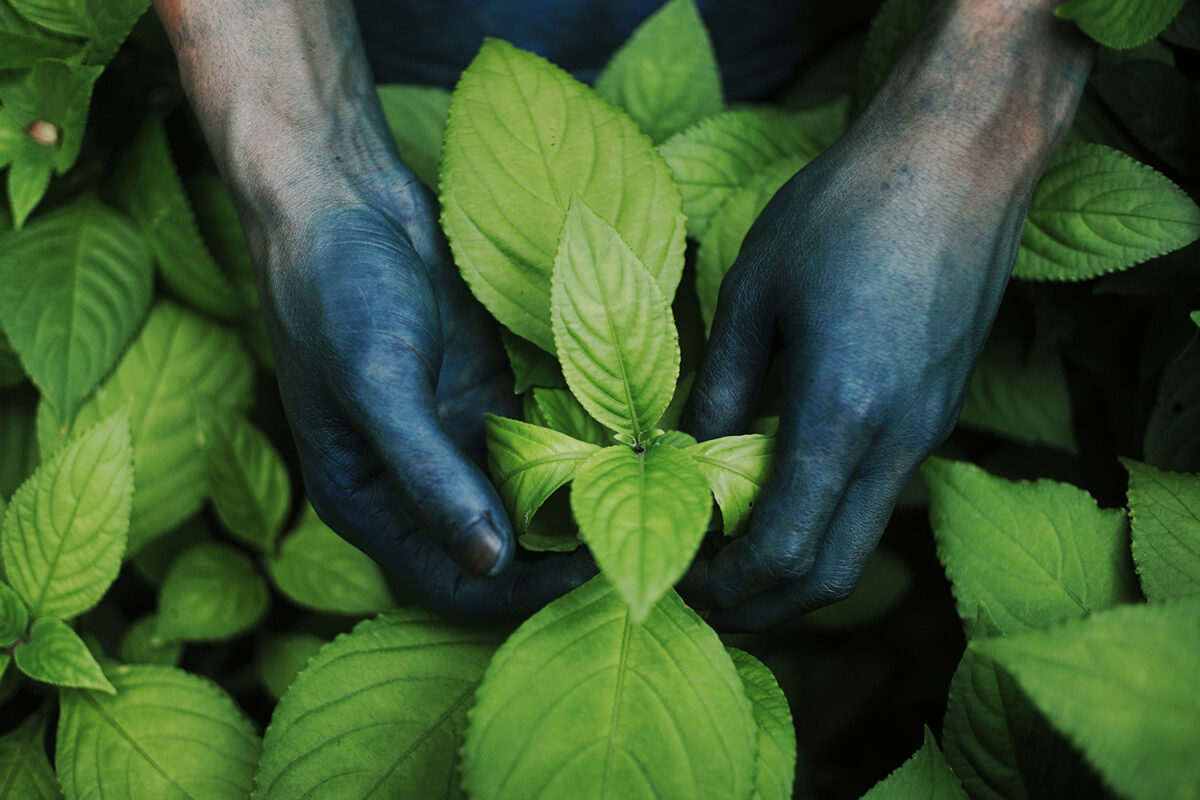 Dyed hands on plant