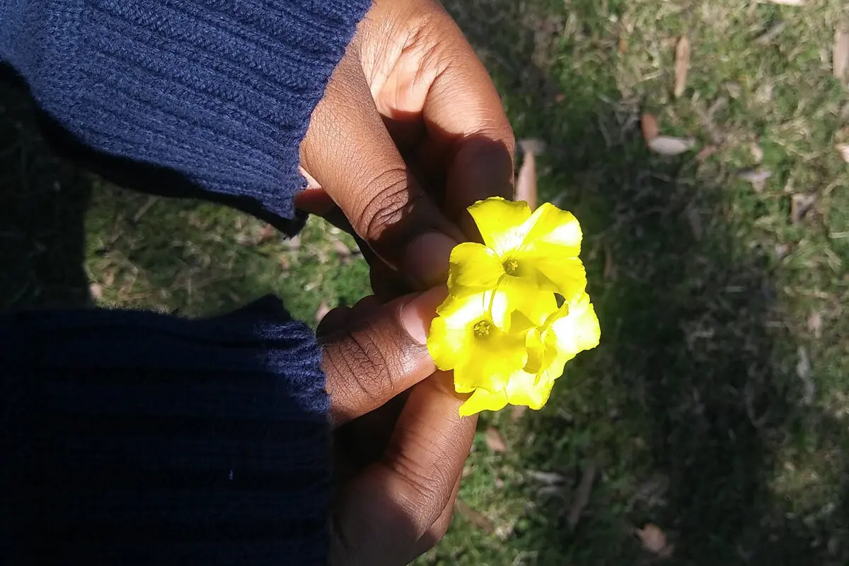 A hand holding a small yellow flower above green grass.
