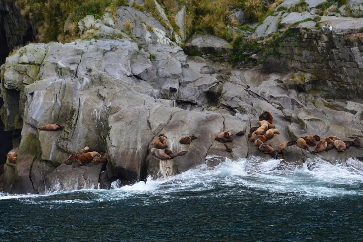 Sea lions resting on a rocky outcrop above breaking waves.