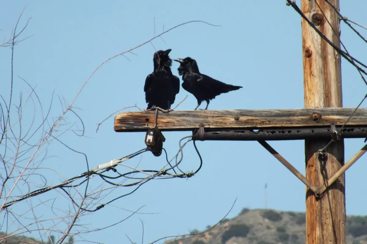 Two crows on a wooden utility pole against a blue sky.