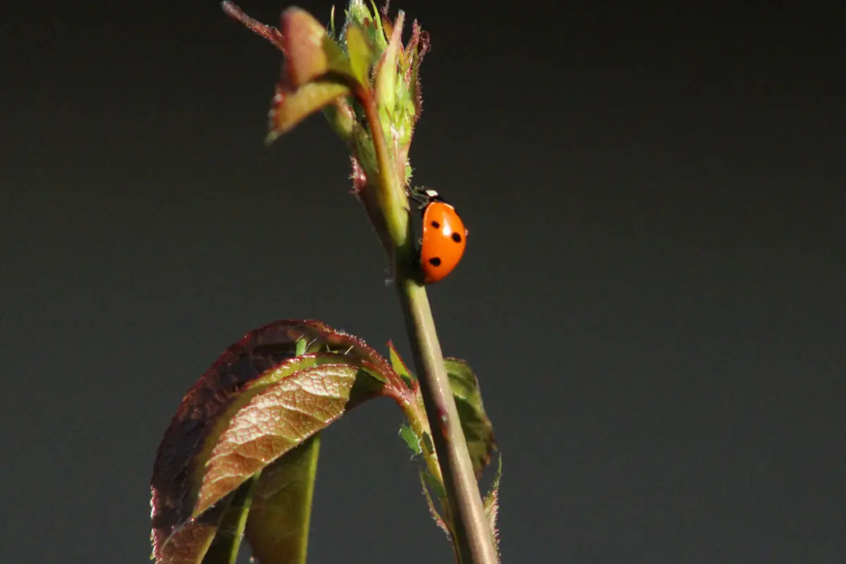A ladybug on a plant stem with new reddish leaves.