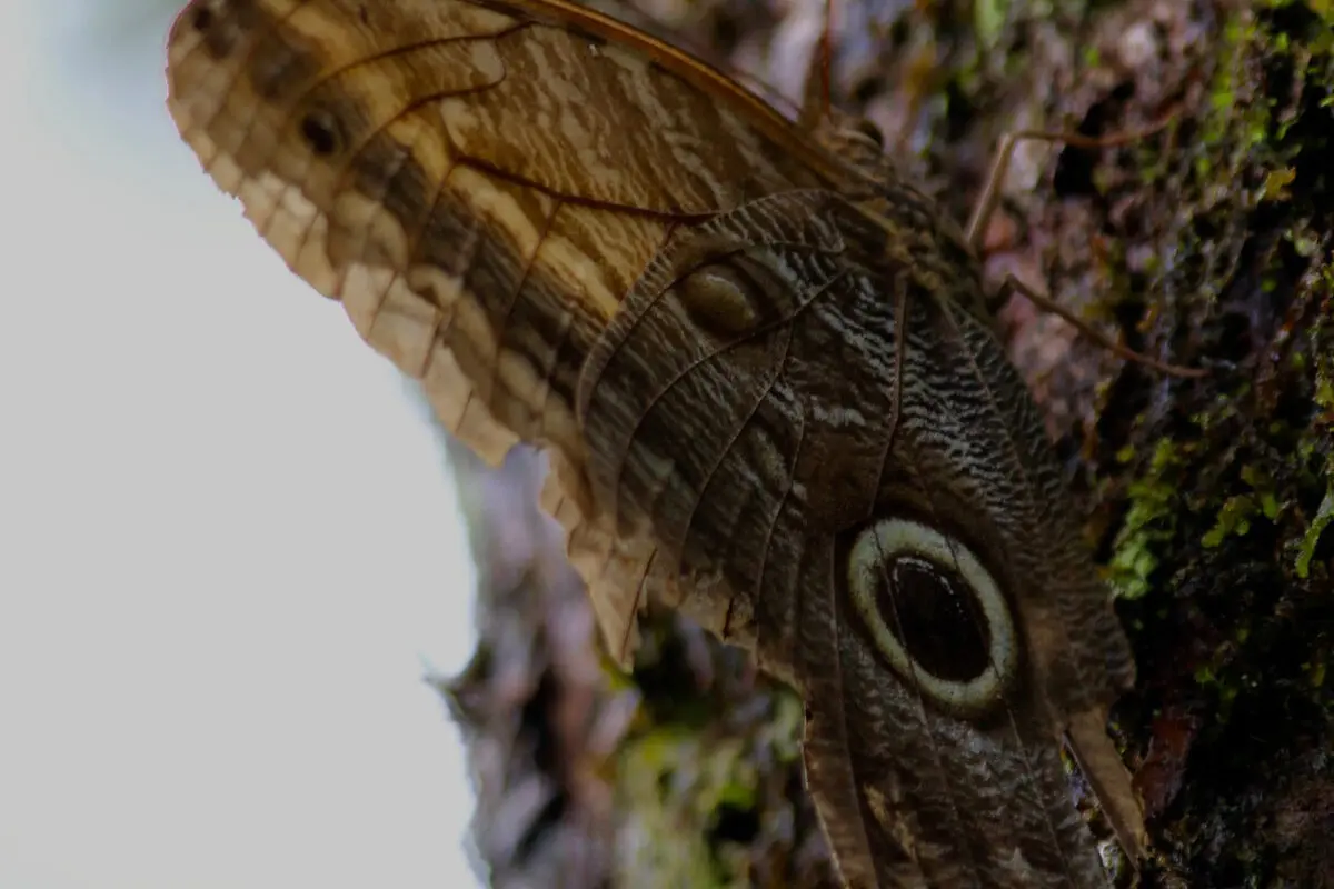 Close-up of a moth with an eyespot on its wing, resting on mossy bark.