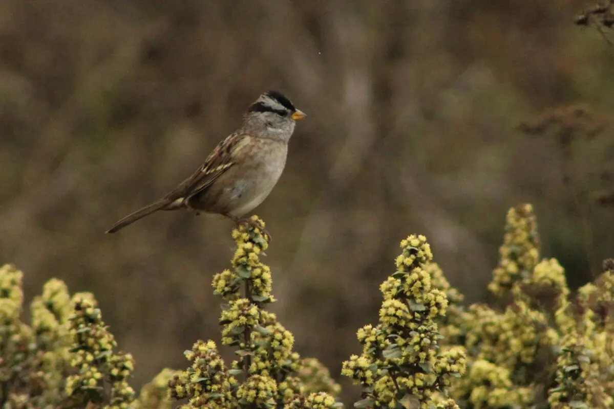 A white-crowned sparrow perched on top of a flowering shrub.