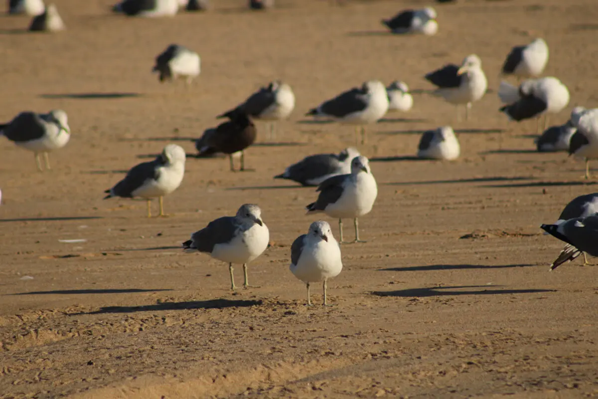 Gulls standing on a sandy beach.