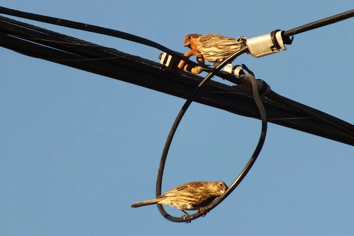 Two small finches perched on a looped power line.