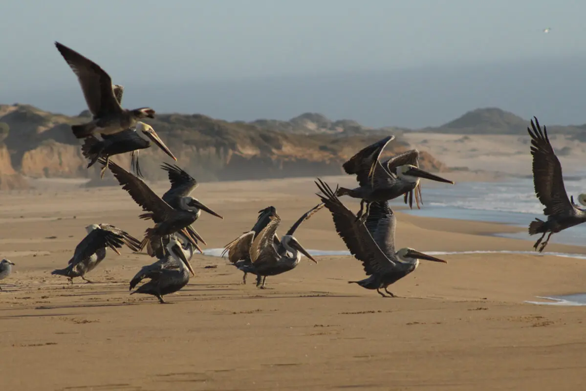 Brown pelicans taking off from a beach below coastal bluffs.