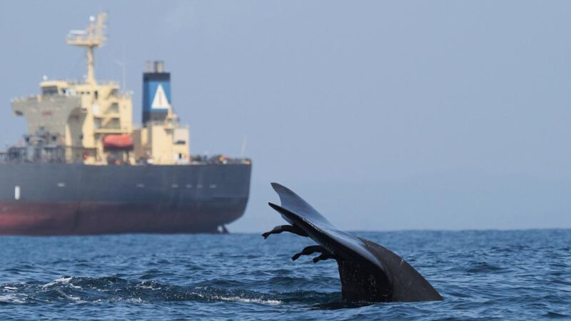 2018 pritzker finalist asha de vos in forbes: what’s it like to be sri lanka’s first whale biologist?