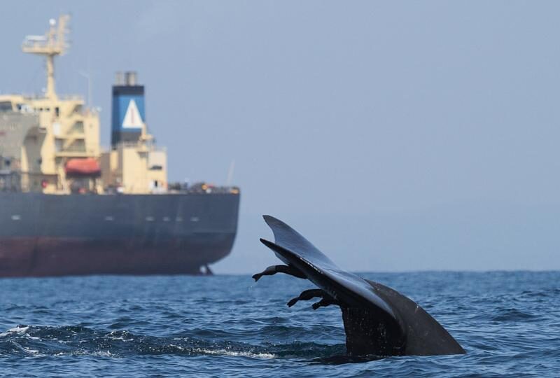 2018 pritzker finalist asha de vos in forbes: what’s it like to be sri lanka’s first whale biologist?