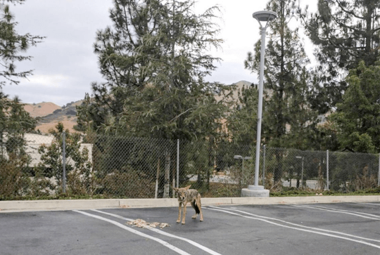 assessment of helminth biodiversity in los angeles county coyotes through fecal meta-barcoding