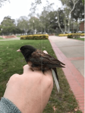 only one way to succeed in a city? urban dark-eyed junco adaptation across multiple novel environments