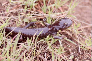 identifying drivers of recent recruitment failures in california tiger salamanders in santa barbara county