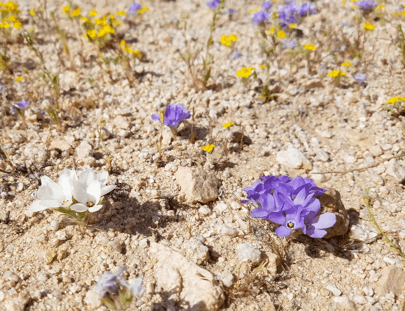 investigating divergence with gene flow in the plant genus linanthus