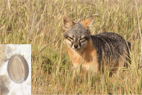 dna meta-barcoding to inform management for parasite infecting endemic san miguel island foxes