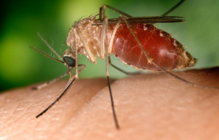 west nile virus