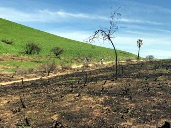 ucla researchers studying how the woolsey fire affects plant and animal recovery