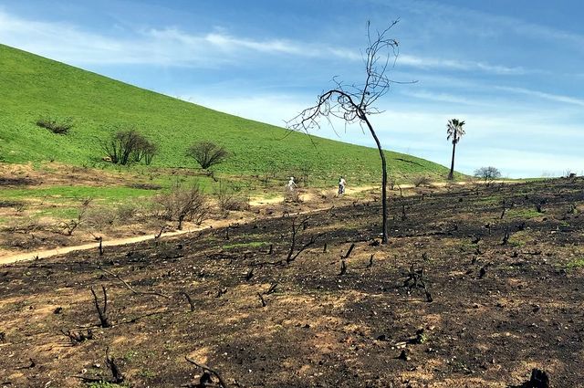 ucla researchers studying how the woolsey fire affects plant and animal recovery
