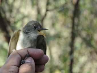 willow flycatchers, already an endangered species, also imperiled by climate change