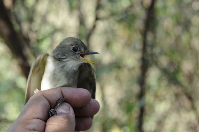 willow flycatchers, already an endangered species, also imperiled by climate change