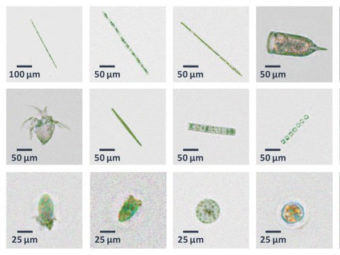 ucla researchers developing improved device for detecting dangerous algal blooms- daily bruin