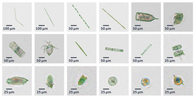 ucla researchers developing improved device for detecting dangerous algal blooms- daily bruin