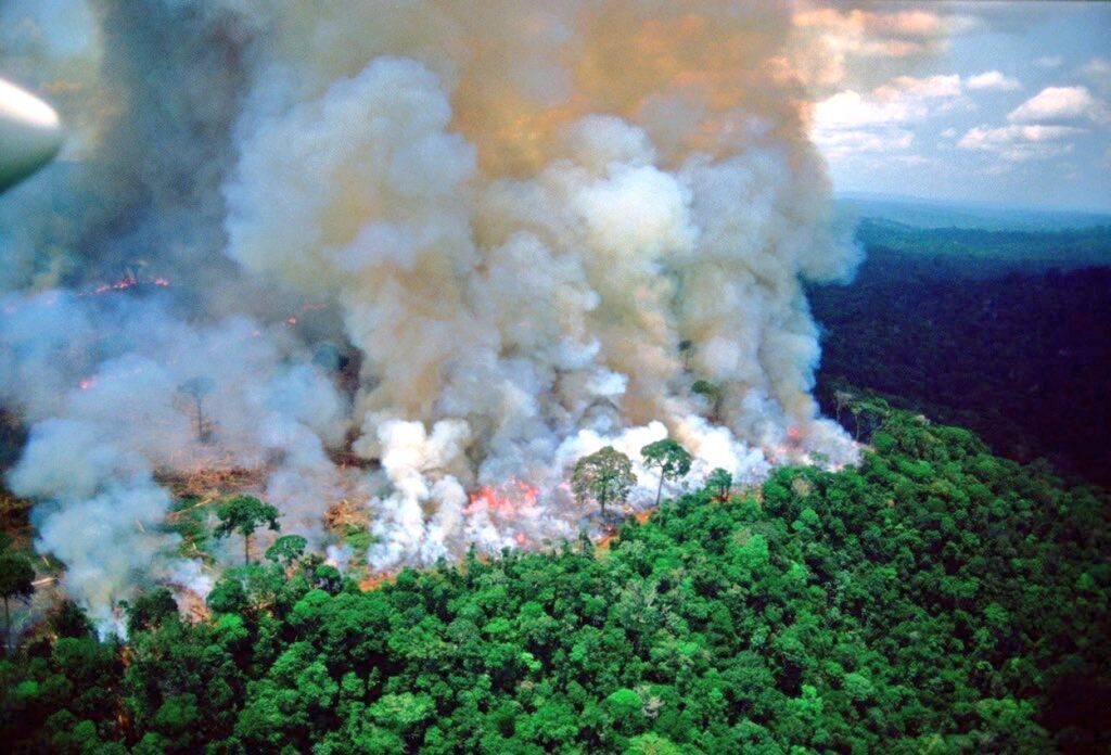 homegrown fire prevention could save amazon rainforest