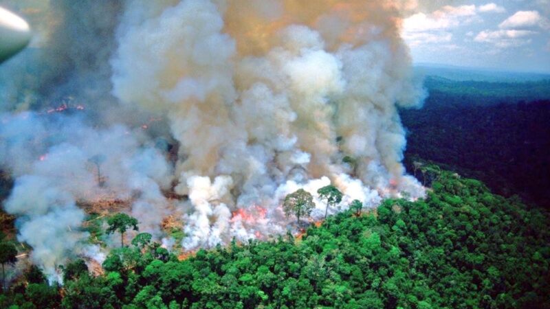 homegrown fire prevention could save amazon rainforest