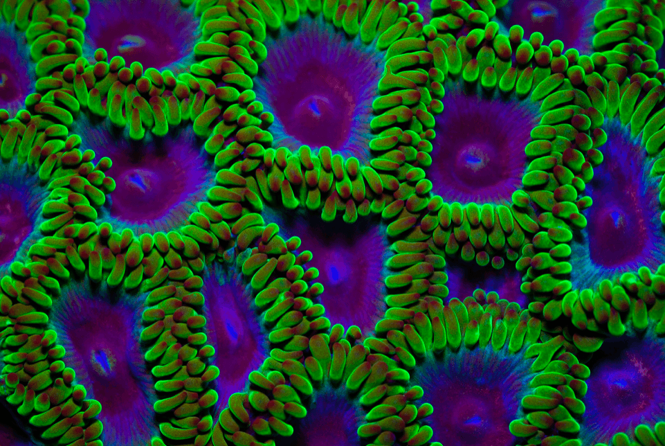 animal collective’s “tangerine reef”: myth, mystery and subtle environmentalism