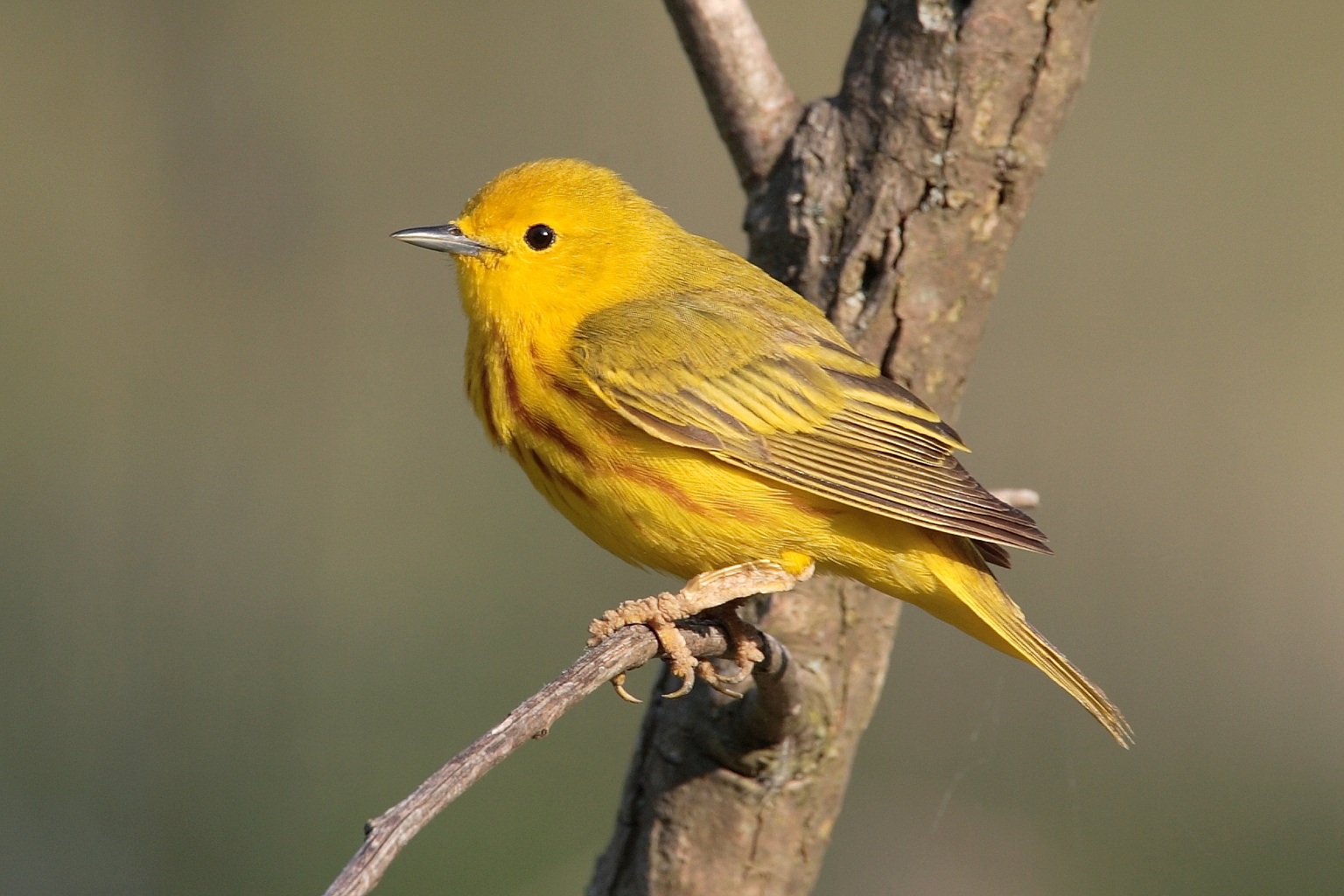 can this bird adapt to a warmer climate? read the genes to find out