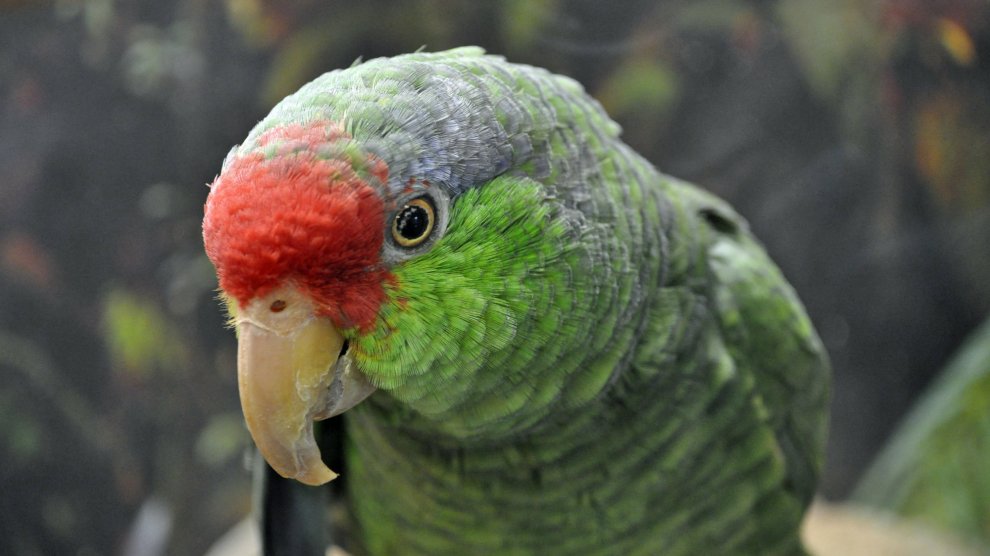 forced migrants make new homes in sanctuary cities—with nests, burrows, and dens