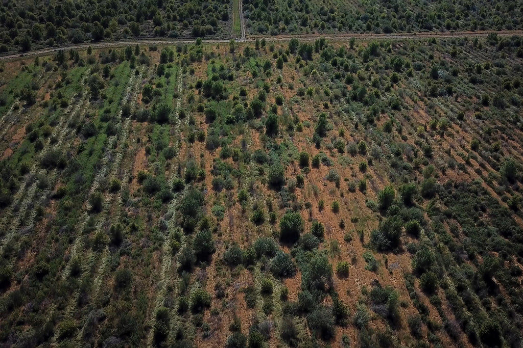california is preparing for extreme weather. it’s time to plant some trees.