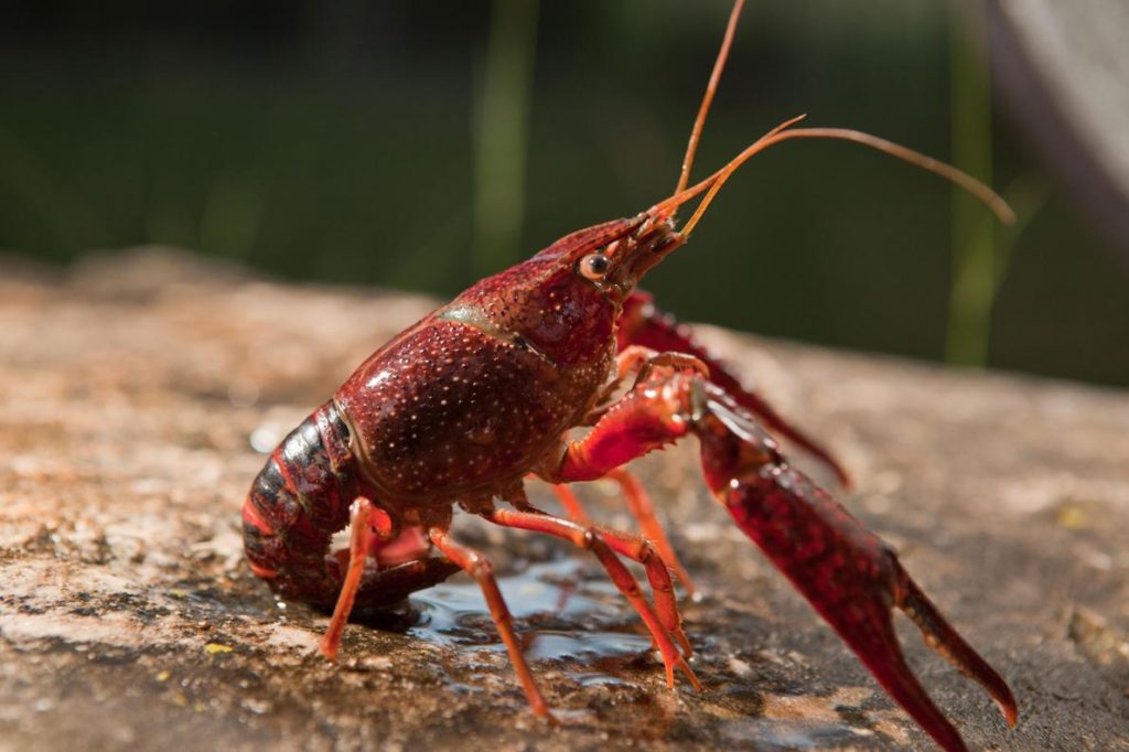 surprising link discovered between bottom feeders and blood suckers