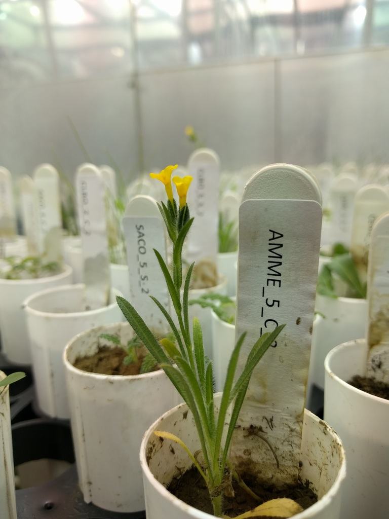 quantifying the effects of soil microbes on california annual plant community dynamics