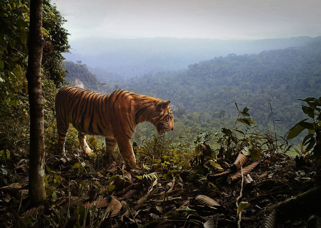 from tigers to trees – ctr seminar with matthew scott luskin