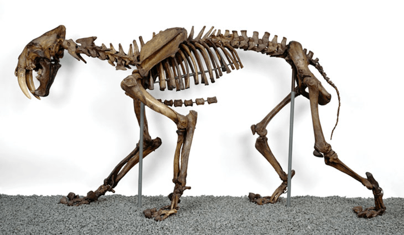 blaire van valkenburgh in science news: saber-toothed cats were fierce and family-oriented