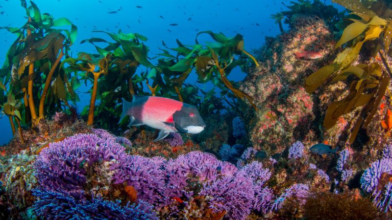 new environmental dna program makes conservation research faster, more efficient