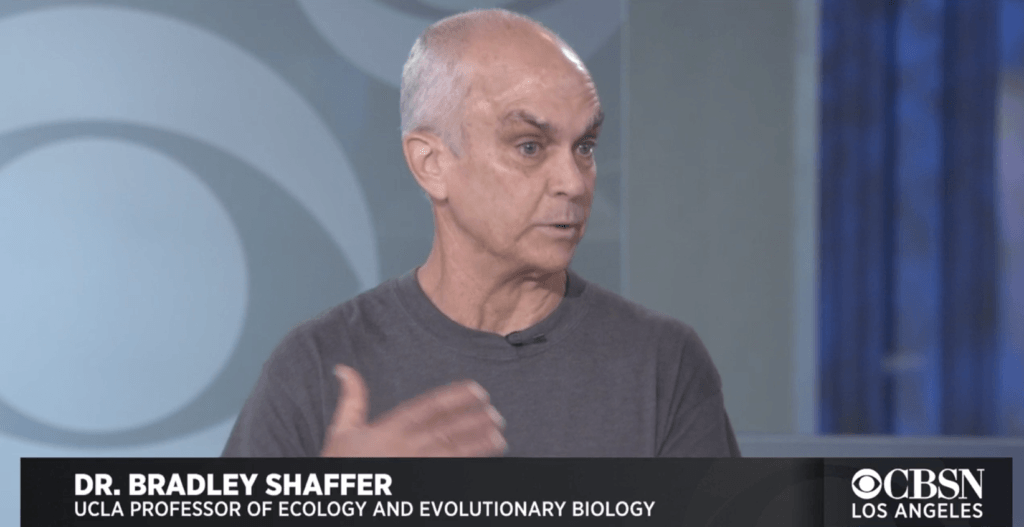 ucla’s brad shaffer on cbs news los angeles