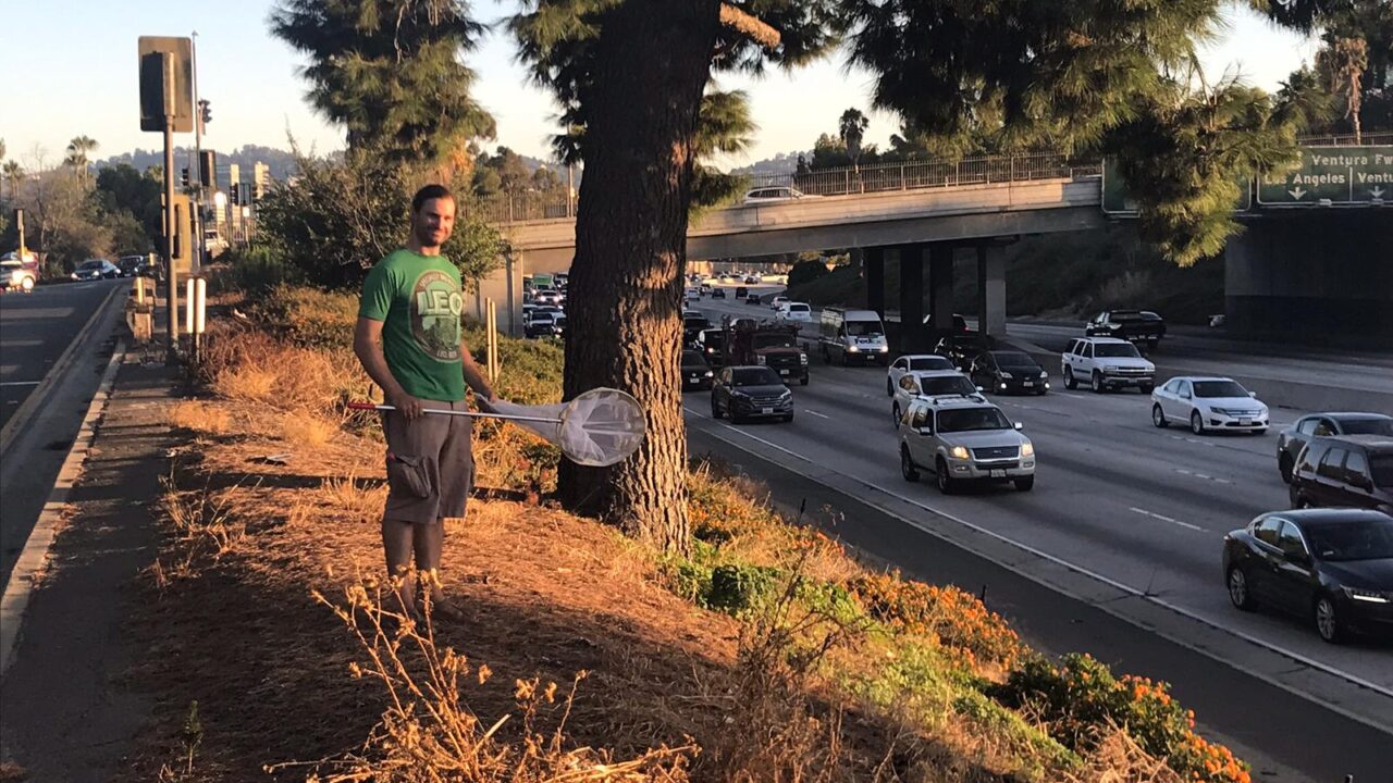biodiversity of native species in los angeles