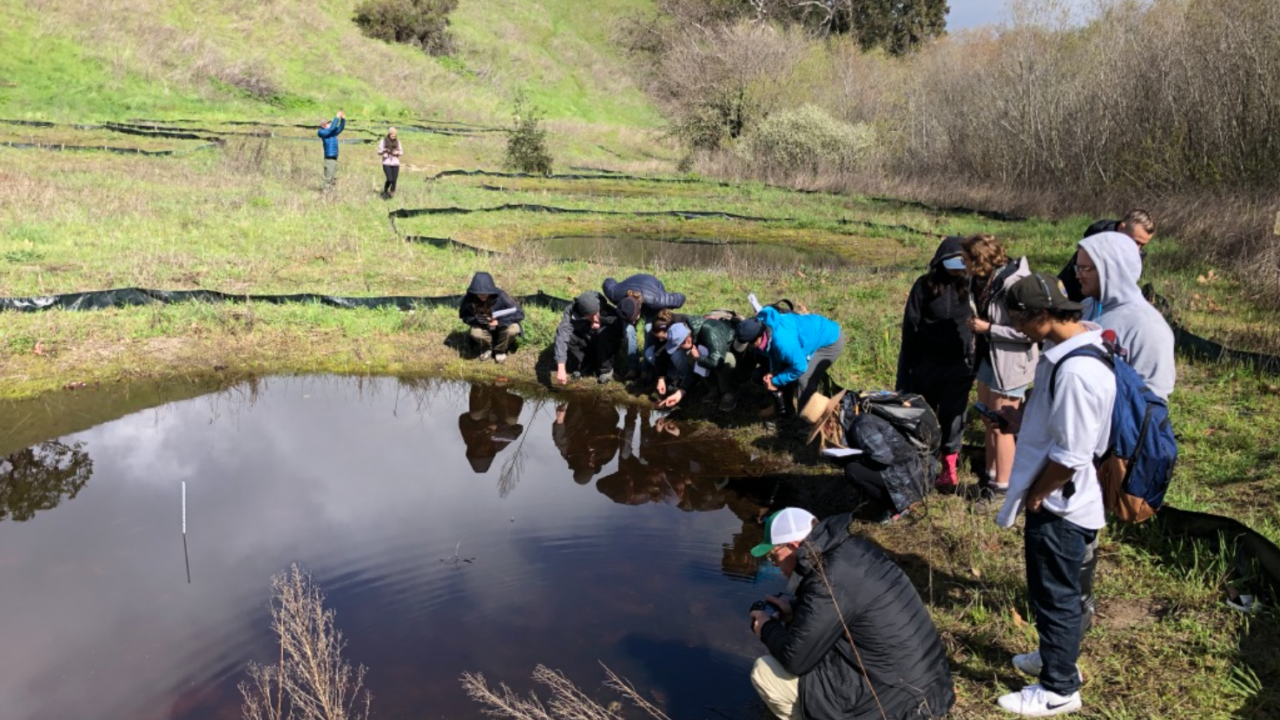 managing pond hydroperiod to reverse invasive tiger salamander introgression