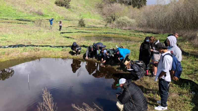 managing pond hydroperiod to reverse invasive tiger salamander introgression