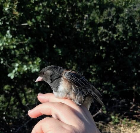 effects of urbanization on the diet, gut microbiome and prevalence of antibiotic resistance in the dark-eyed junco (junco hyemalis)