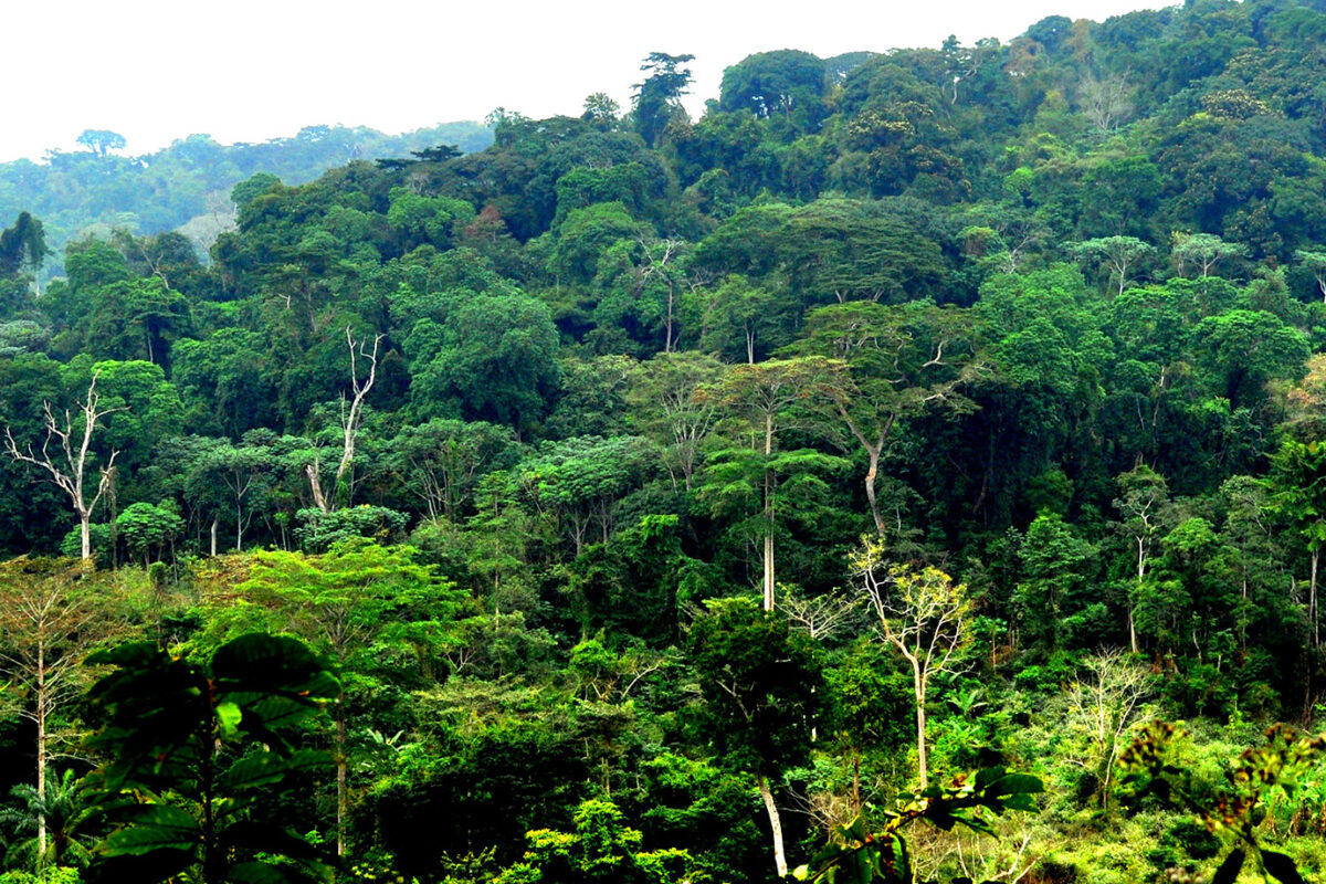 the ebony project and opportunities for expansion to west africa