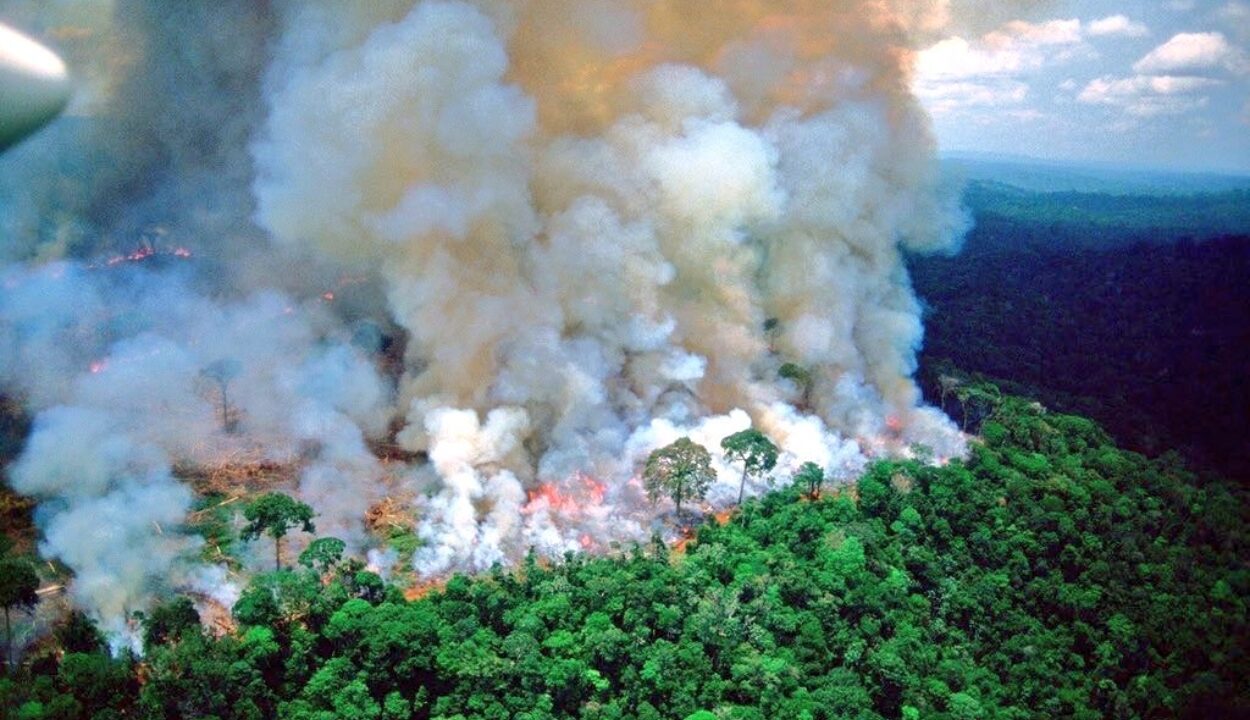 homegrown fire prevention could save amazon rainforest