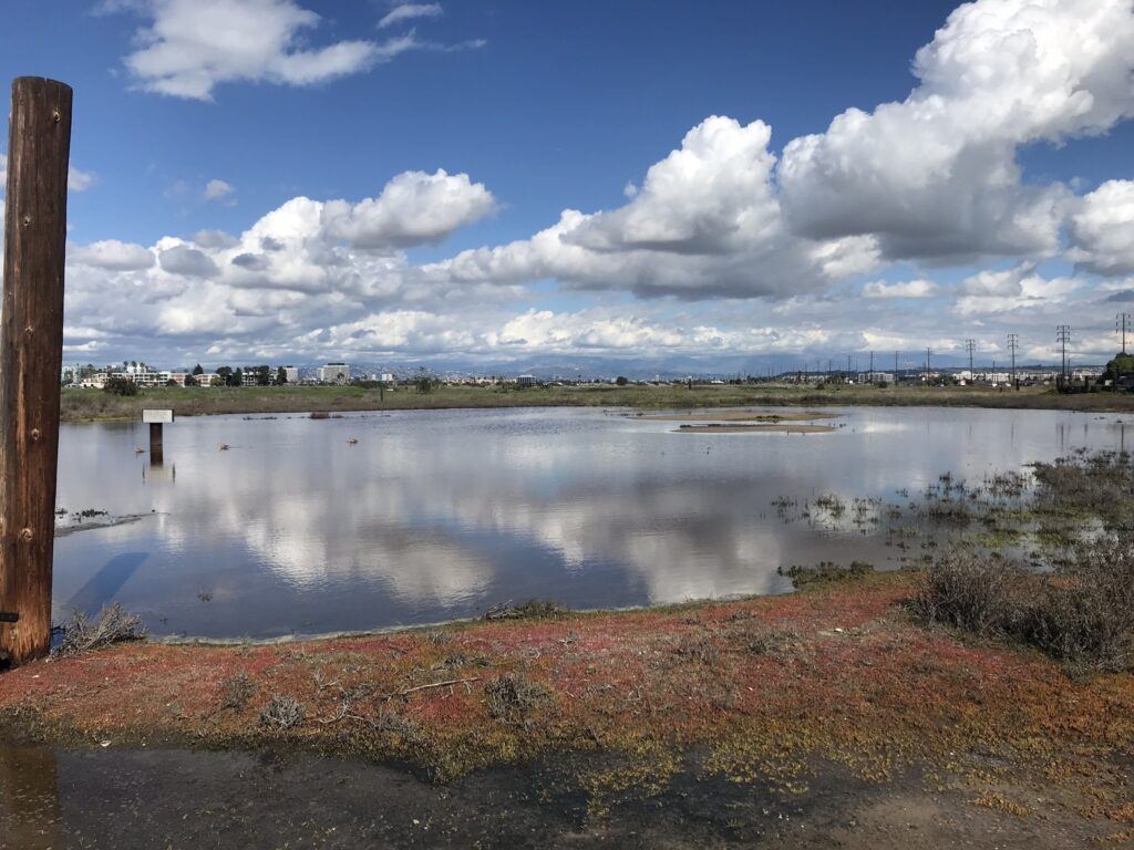 restoration clash over ballona wetlands shows importance of nature in urban areas