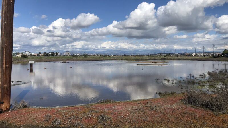 restoration clash over ballona wetlands shows importance of nature in urban areas