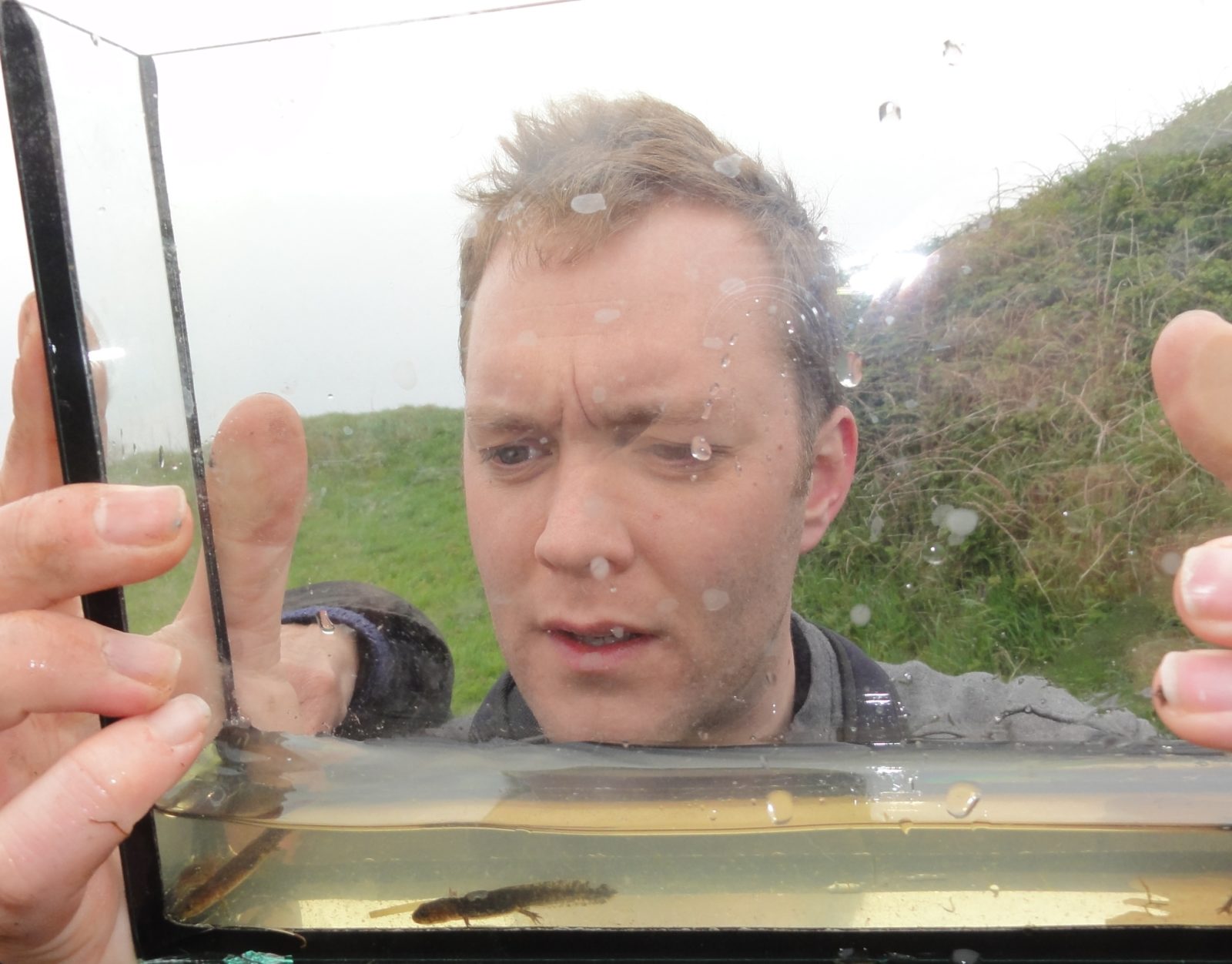 la kretz center postdoc research: hybridization meets extinction at the level of the gene