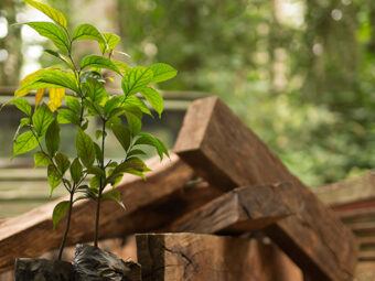 sustainable ebony production in the congo basin