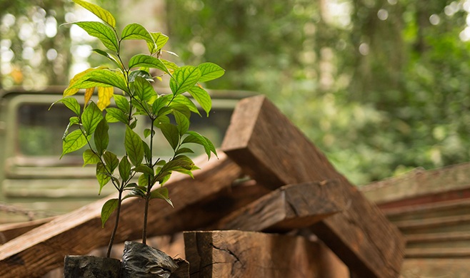 sustainable ebony production in the congo basin