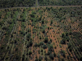 california is preparing for extreme weather. it’s time to plant some trees.