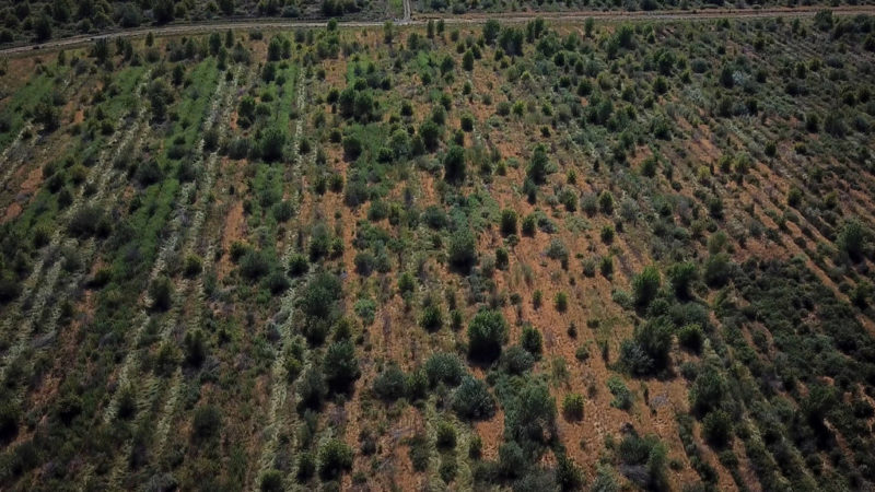 california is preparing for extreme weather. it’s time to plant some trees.